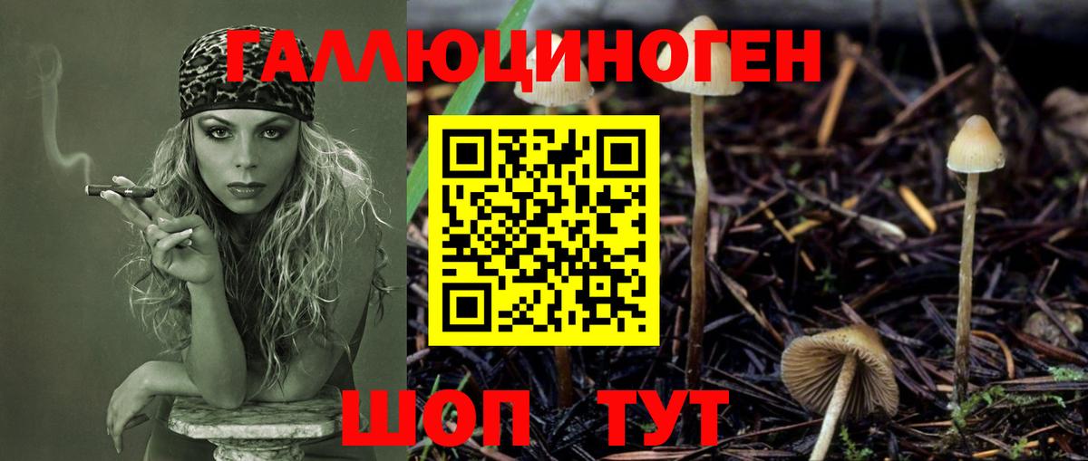 Псилоцибиновые грибы Psilocybine cubensis Когалым